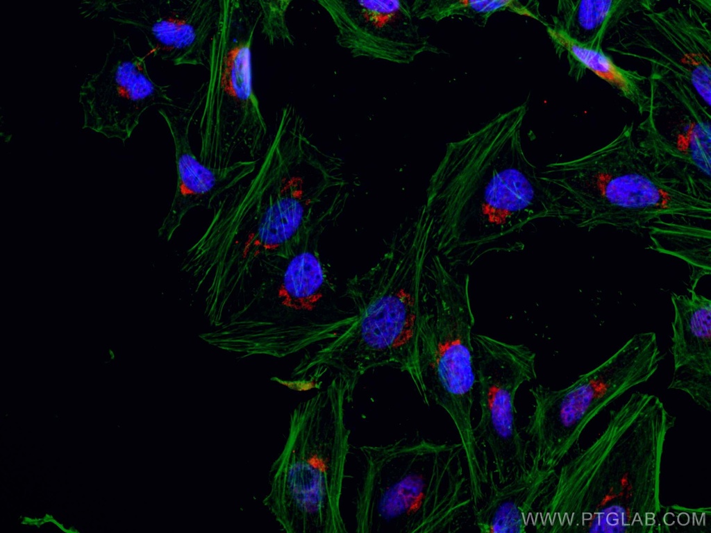 CoraLite®594-conjugated GOLPH3 Monoclonal antibody
