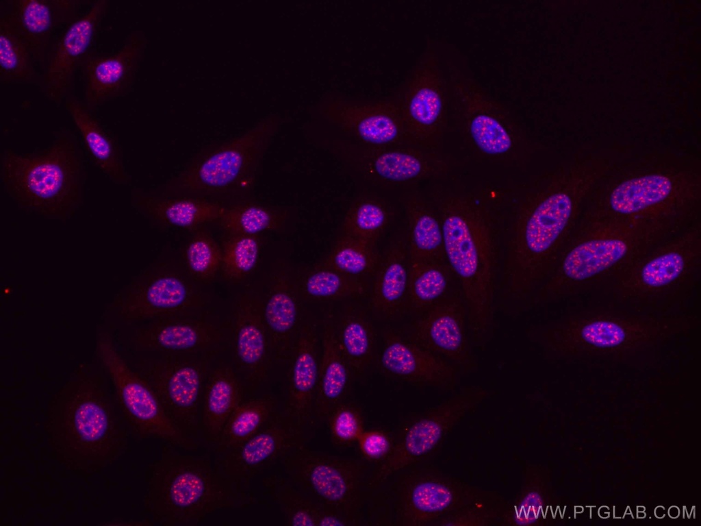 CoraLite®594-conjugated Phospho-mTOR (Ser2448) Monoclonal antibody