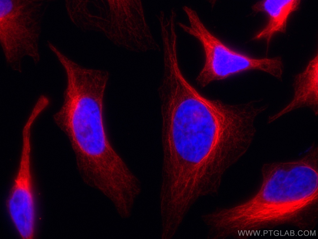 CoraLite®647-conjugated Mouse-IgG Polyclonal antibody