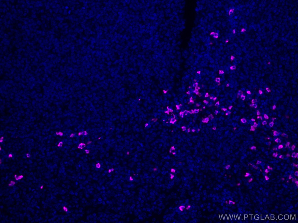 CoraLite®647-conjugated Human IgA Heavy Chain Polyclonal antibody