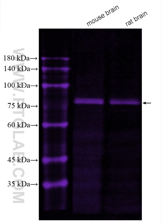 CoraLite®647-conjugated PKC Gamma Polyclonal antibody