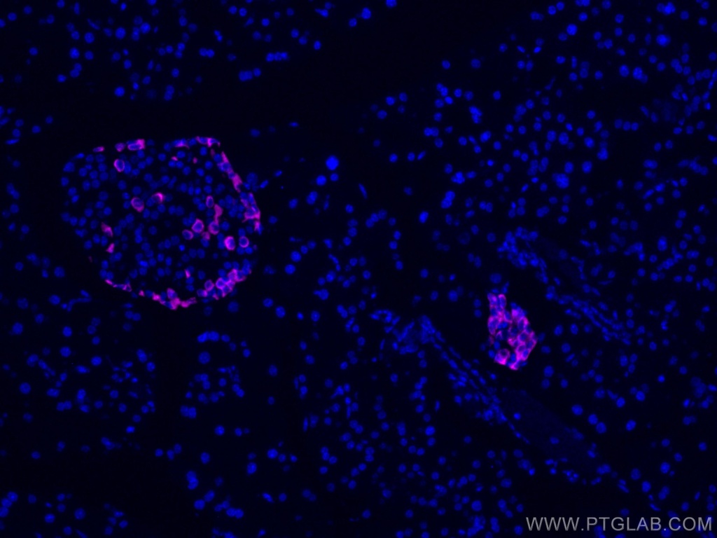 CoraLite®647-conjugated Glucagon Polyclonal antibody