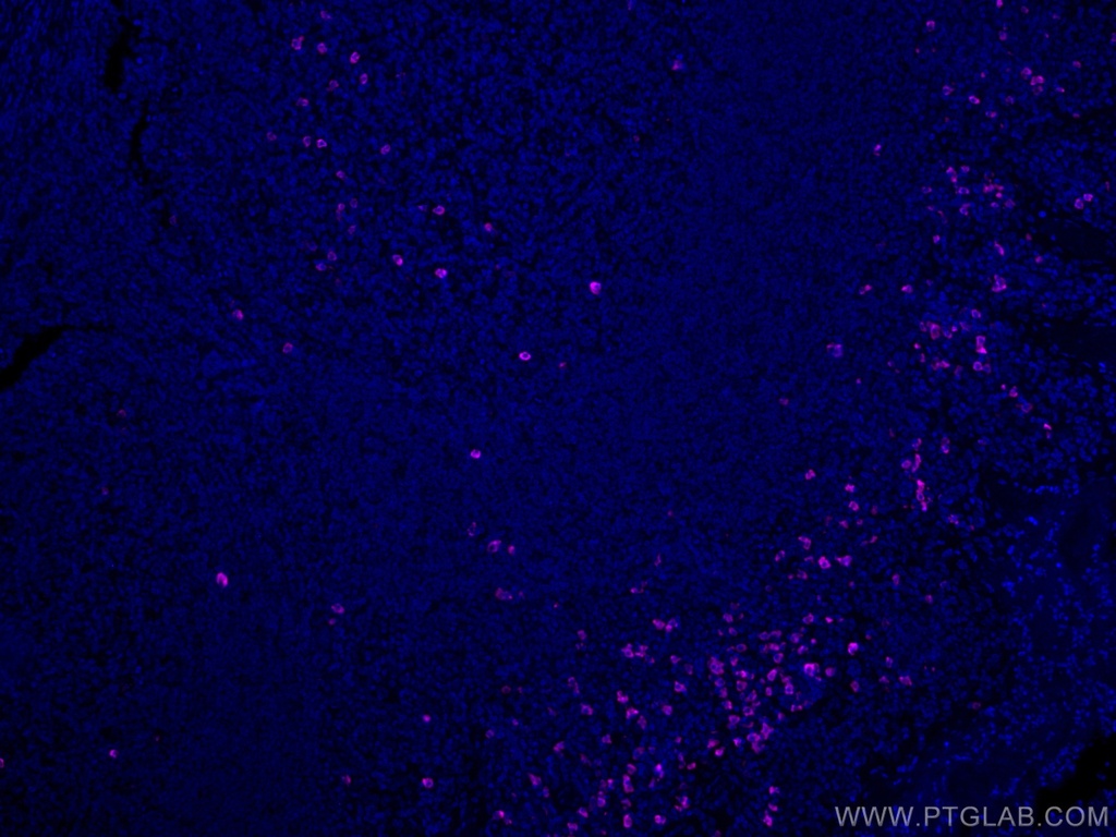 CoraLite®®647-conjugated IGHD Polyclonal antibody