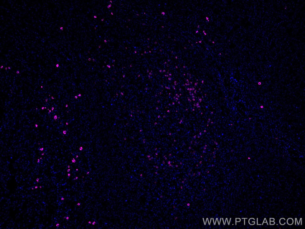 CoraLite®647-conjugated Human IgA Monoclonal antibody