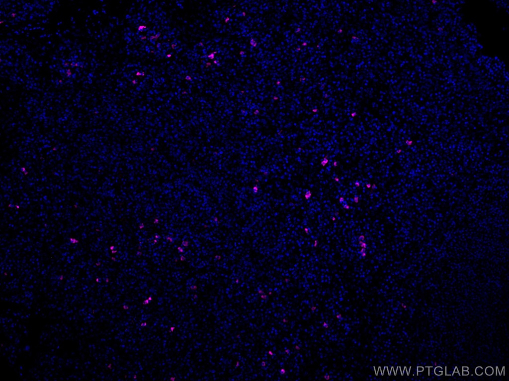 CoraLite®647-conjugated Human IgG4 Monoclonal antibody