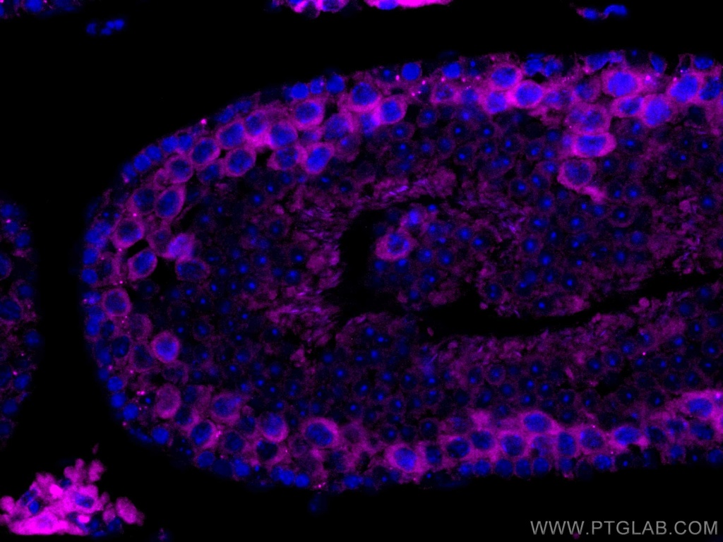 CoraLite®647-conjugated Cyclin B2 Monoclonal antibody