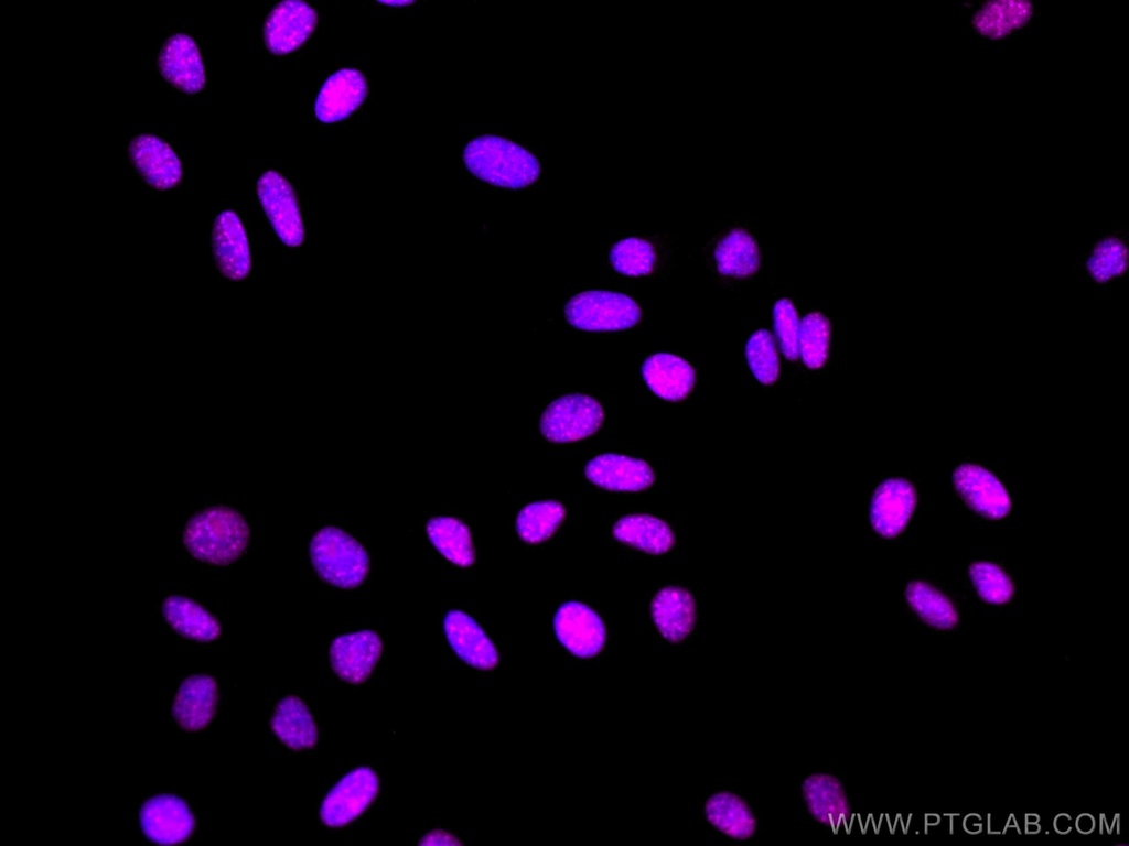 CoraLite®647-conjugated EIF4A3 Monoclonal antibody