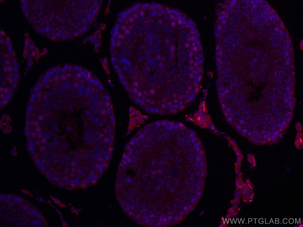 CoraLite®647-conjugated EED Monoclonal antibody
