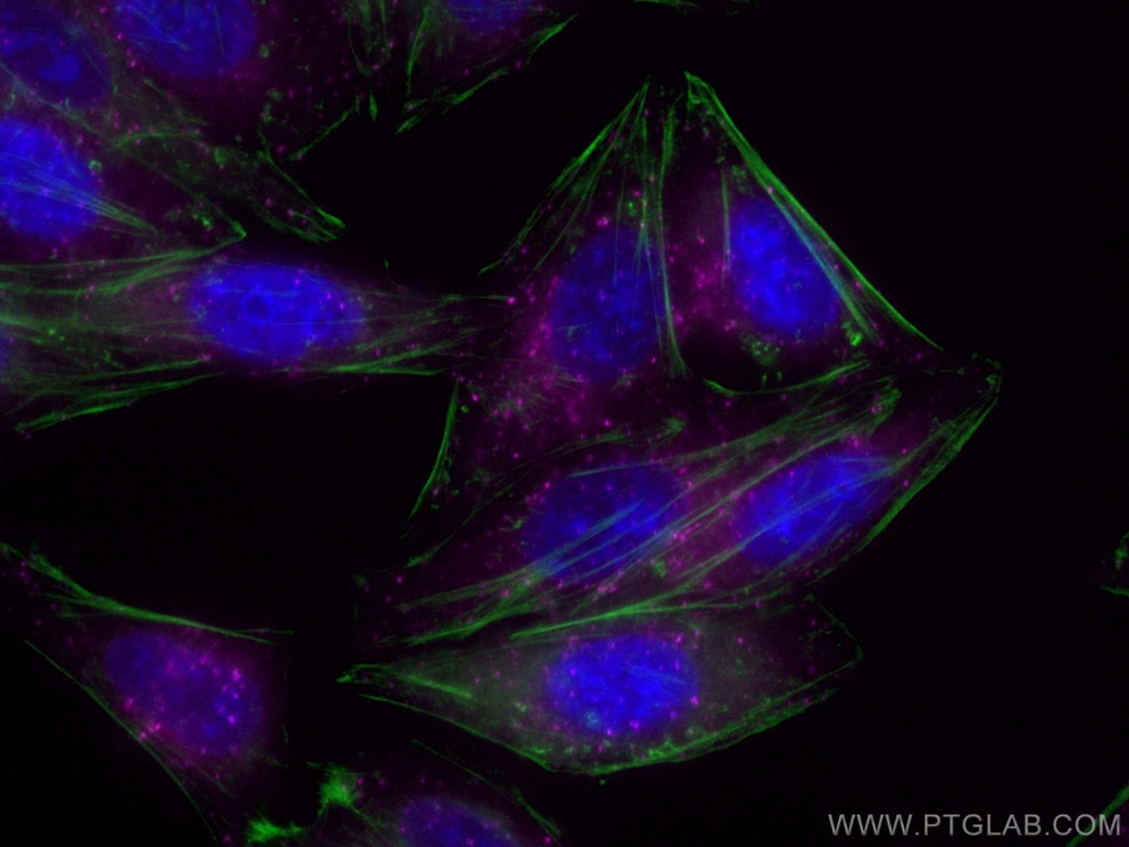 CoraLite®647-conjugated HGS Monoclonal antibody
