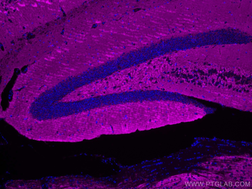 CoraLite®647-conjugated Synaptophysin Monoclonal antibody