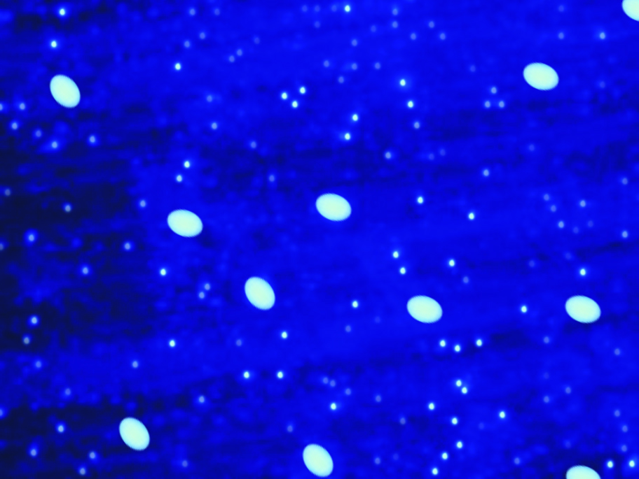 EZdetectTM Hoechst Stain Kit for Mycoplasma Detection     