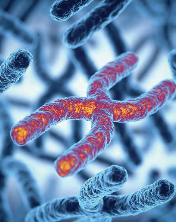 HiKaryoXL™ Colcemid® Solution w/ 10µg per ml Colcemid in Hanks' Balanced salt solution [TCL074]