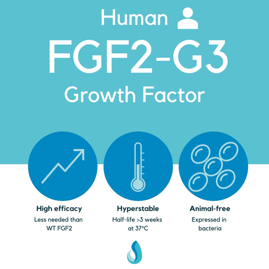 FGF2-G3 (human) growth factor, LSR-101