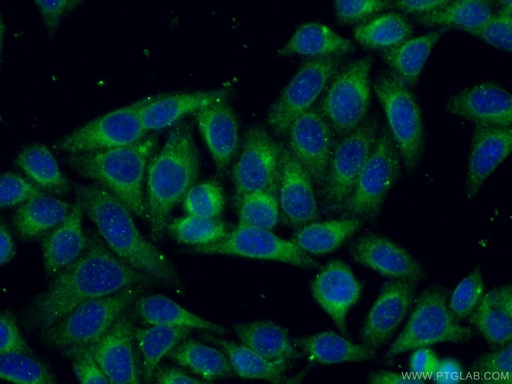 [10281-1-AP-20UL] LGALS3BP Polyclonal antibody