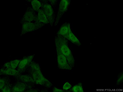 [10323-1-AP-20UL] APEX1 Polyclonal antibody