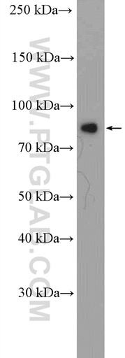 [10330-1-AP-150UL] Zyxin Polyclonal antibody