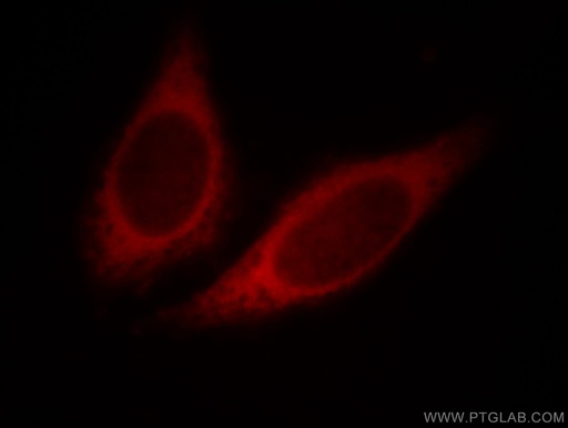 [10359-1-AP-20UL] HBS1L Polyclonal antibody