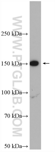 [10395-1-AP-150UL] FMNL1 Polyclonal antibody