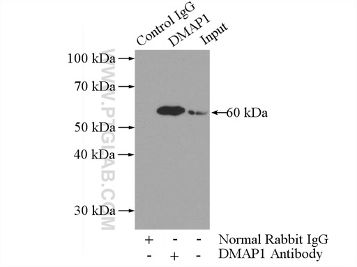[10411-1-AP-20UL] DMAP1 Polyclonal antibody