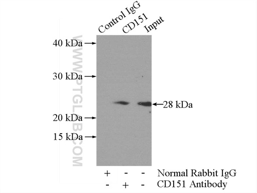 [10418-1-AP-150UL] CD151 Polyclonal antibody