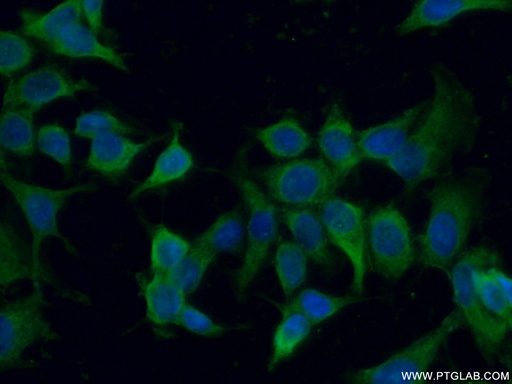 [10423-1-AP-20UL] ENOX2 Polyclonal antibody