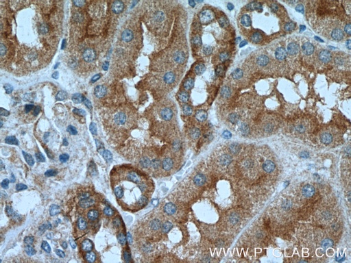 [10436-1-AP-20UL] Caspase 2/p32/p18 Polyclonal antibody