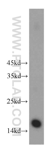 [10445-1-AP-150UL] HIST3H2A Polyclonal antibody