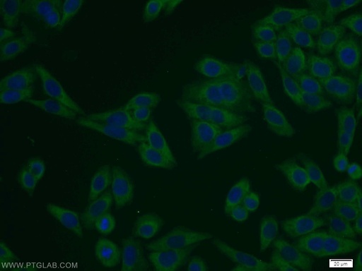 [10456-1-AP-20UL] NELF-A Polyclonal antibody