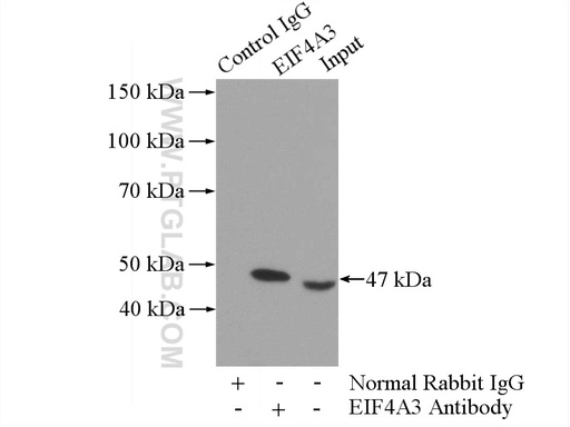 [10463-1-AP-20UL] EIF4A3 Polyclonal antibody