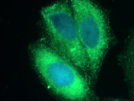 [10468-1-AP-150UL] CXCL14 Polyclonal antibody