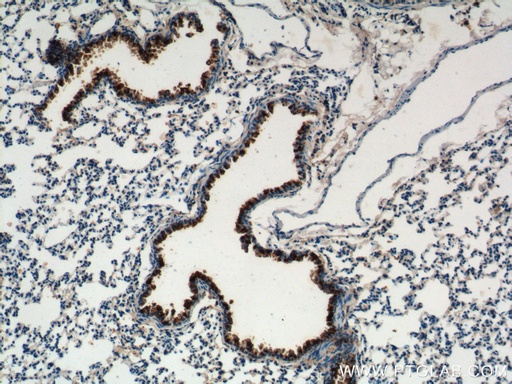 [10490-1-AP-20UL] Uteroglobin/CC10 Polyclonal antibody