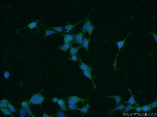 [10495-1-AP-150UL] PIN1 Polyclonal antibody