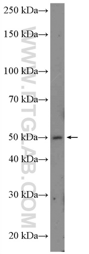 [10512-1-AP-20UL] PLEKHB1 Polyclonal antibody