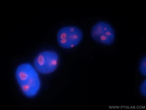 [10528-1-AP-20UL] DDX21 Polyclonal antibody