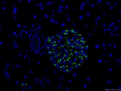 [10529-1-AP-20UL] Chromogranin A Polyclonal antibody
