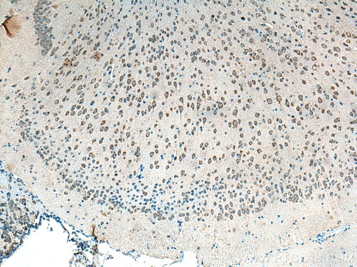 [10546-1-AP-20UL] Alpha SNAP Polyclonal antibody
