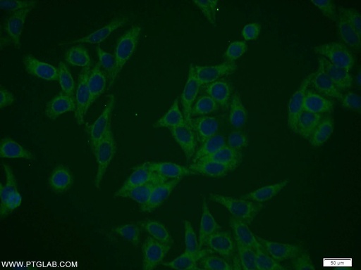 [10549-1-AP-20UL] NIF3L1 Polyclonal antibody