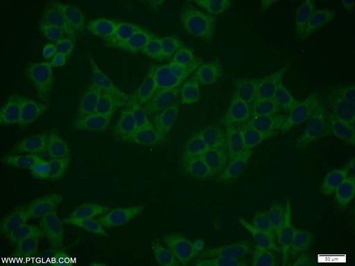 [10552-1-AP-150UL] RANGRF Polyclonal antibody