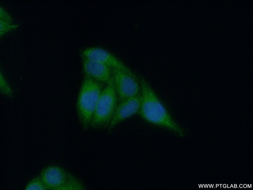 [10564-1-AP-20UL] APOL4 Polyclonal antibody