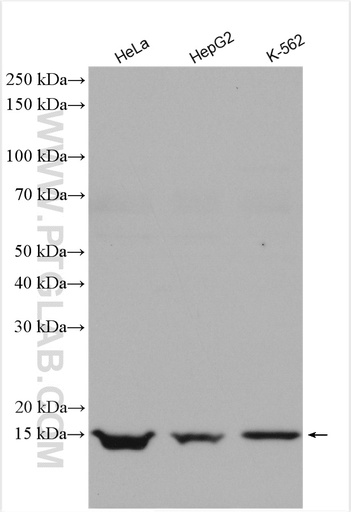 [10625-1-AP-20UL] GEMIN7 Polyclonal antibody