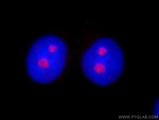 [10066-2-AP-20UL] HINFP Polyclonal antibody