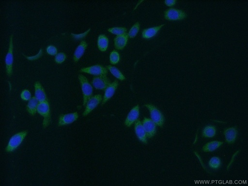 [10072-1-AP-20UL] GAS7 Polyclonal antibody
