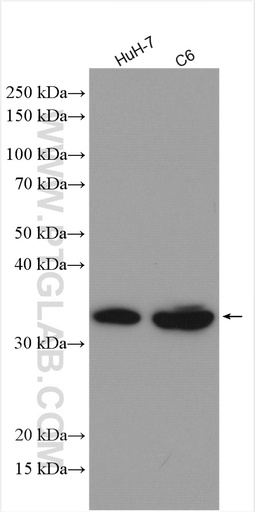 [10087-1-AP-20UL] Annexin IV Polyclonal antibody