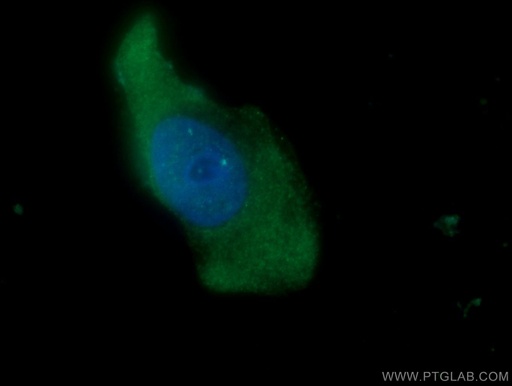 [10174-1-AP-20UL] NKIRAS2 Polyclonal antibody