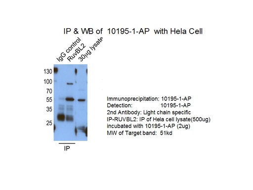 [10195-1-AP-150UL] RUVBL2 Polyclonal antibody