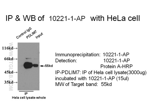 [10221-1-AP-150UL] PDLIM7 Polyclonal antibody