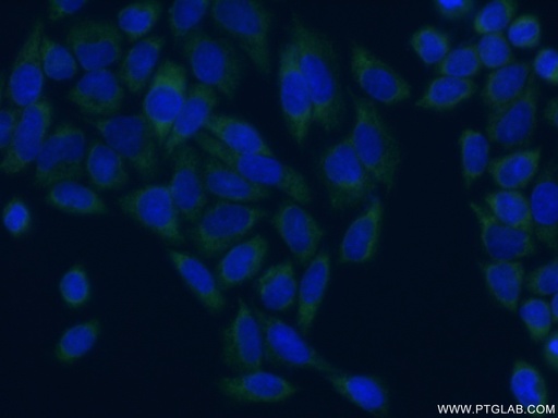 [11281-1-AP-20UL] EIF4G3 Polyclonal antibody