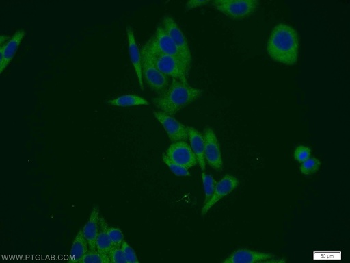 [11412-1-AP-150UL] PSMD12 Polyclonal antibody