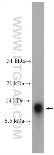[11419-1-AP-20UL] HOPX Polyclonal antibody