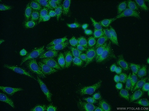 [11448-1-AP-20UL] COX5A Polyclonal antibody